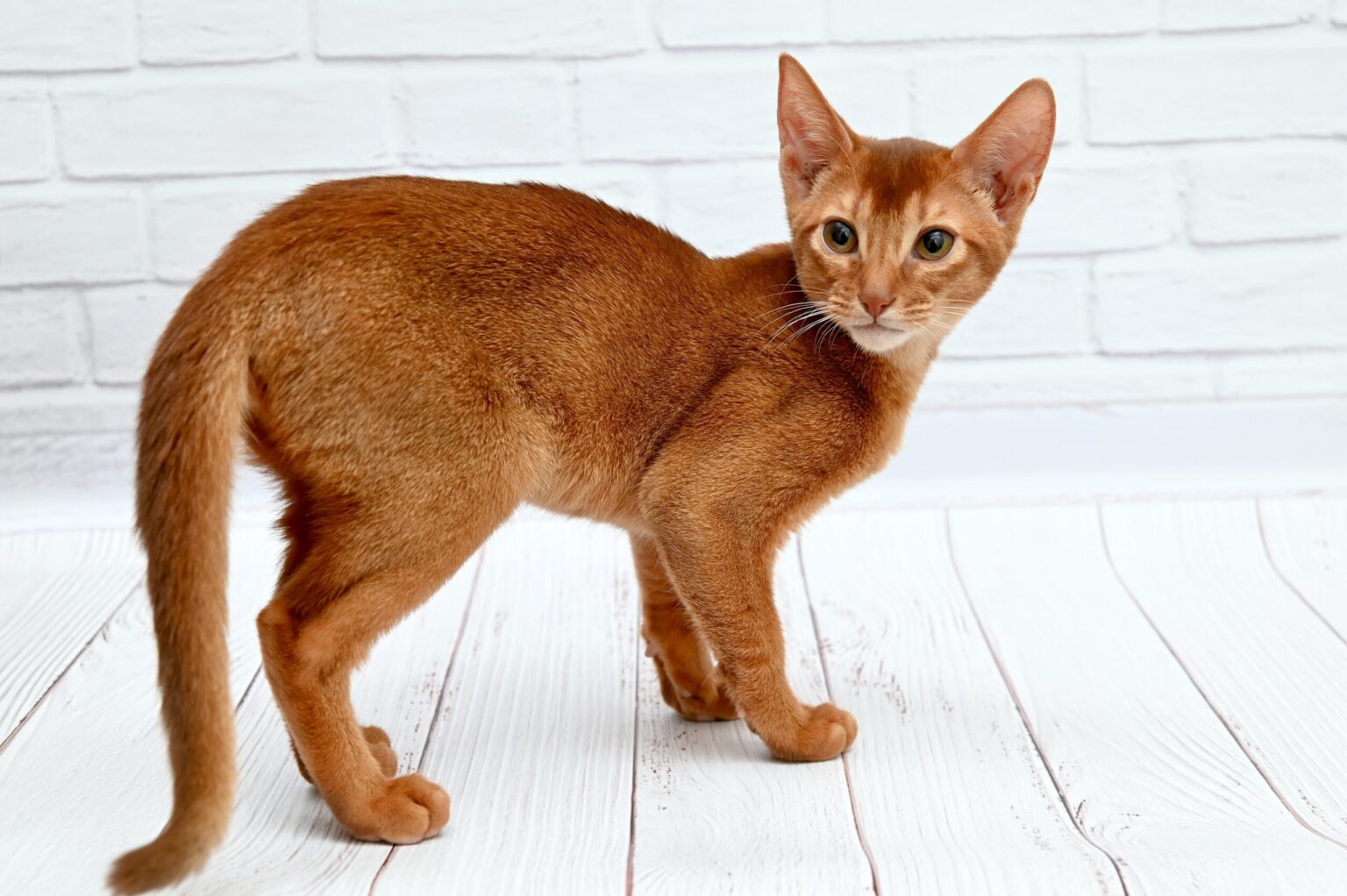 Abyssinian Cats For Sale