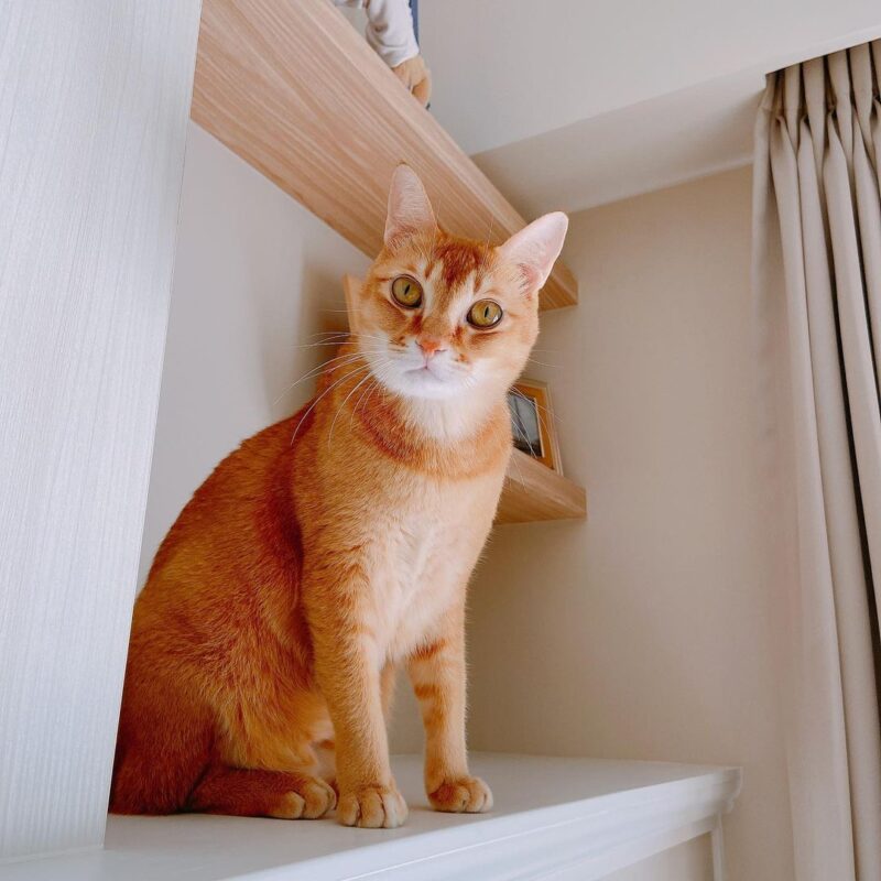 abyssinian cat for sale