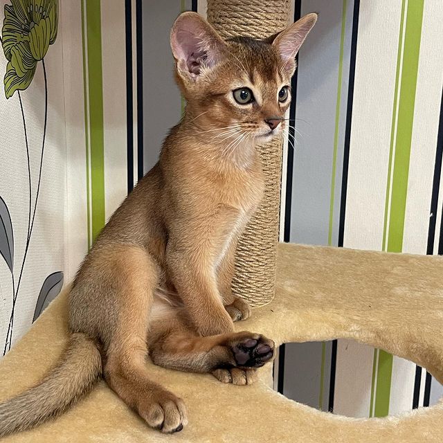 abyssinian cat for sale