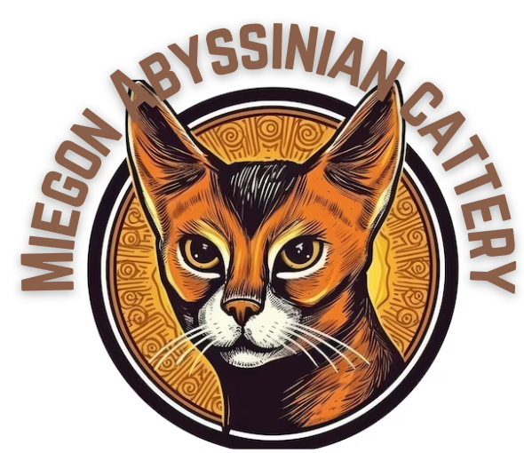 Miegon Abyssinian cattery