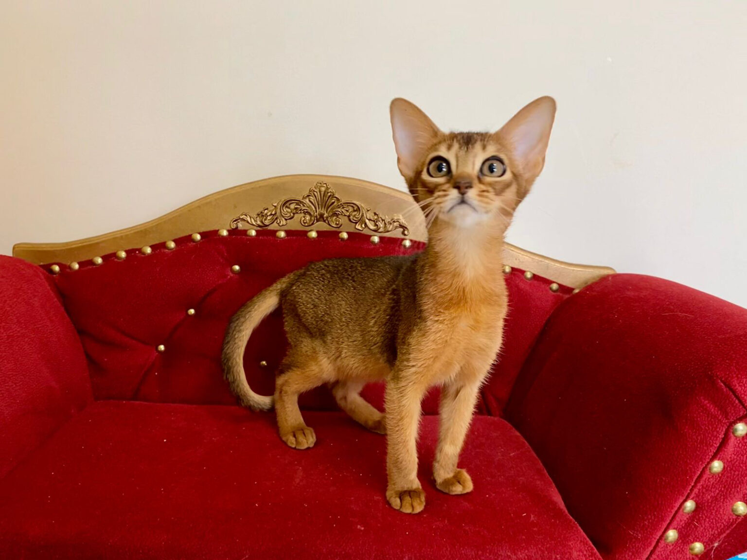 Available Abyssinian - Sunfire Aby Cattery