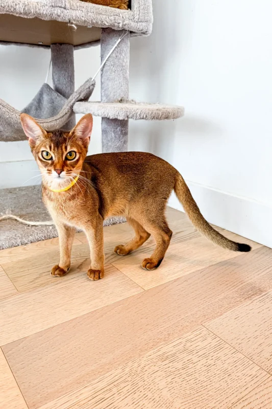 Abyssinian Cats for sale