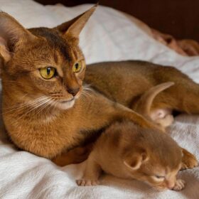 Abyssinian Cat