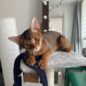 abyssinian cat