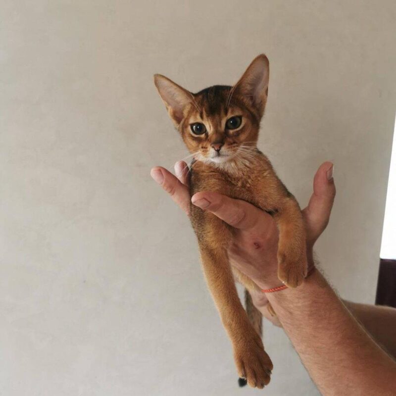 abyssinian cats for sale