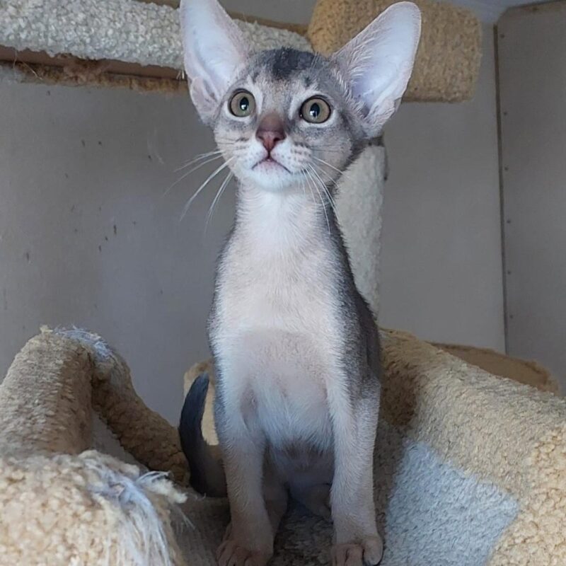 Abyssinian cat