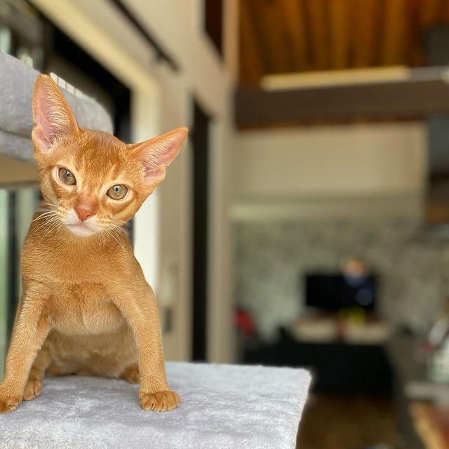 Abyssinian cat