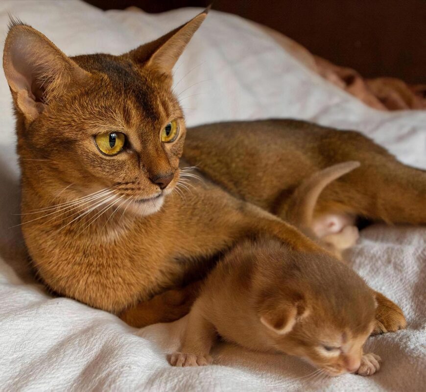 Abyssinian cat for sale