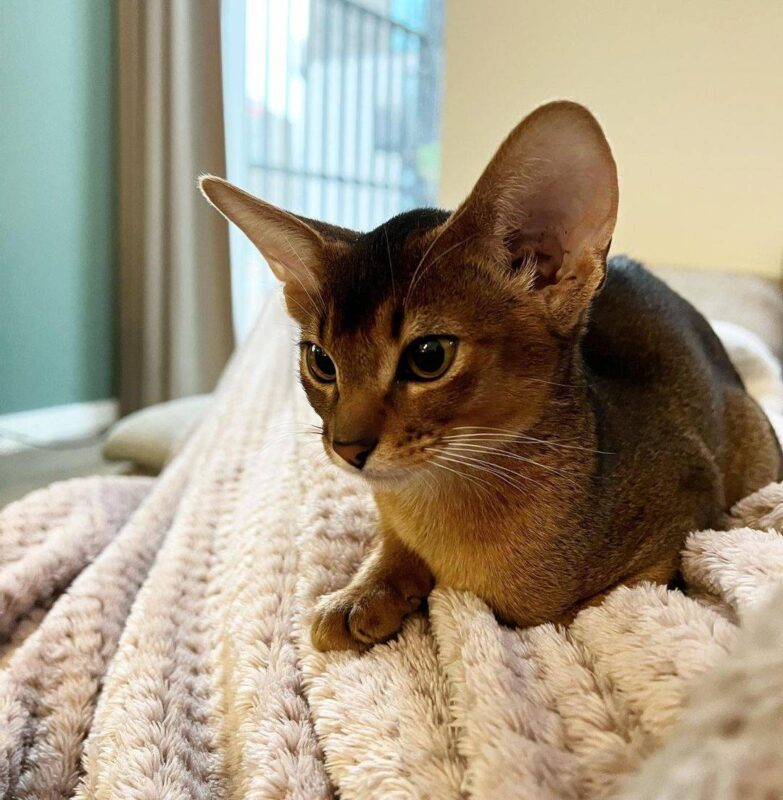 Abyssinian Kittens for Sale