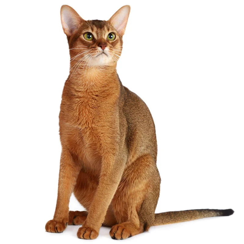 Abyssinian cat for sale