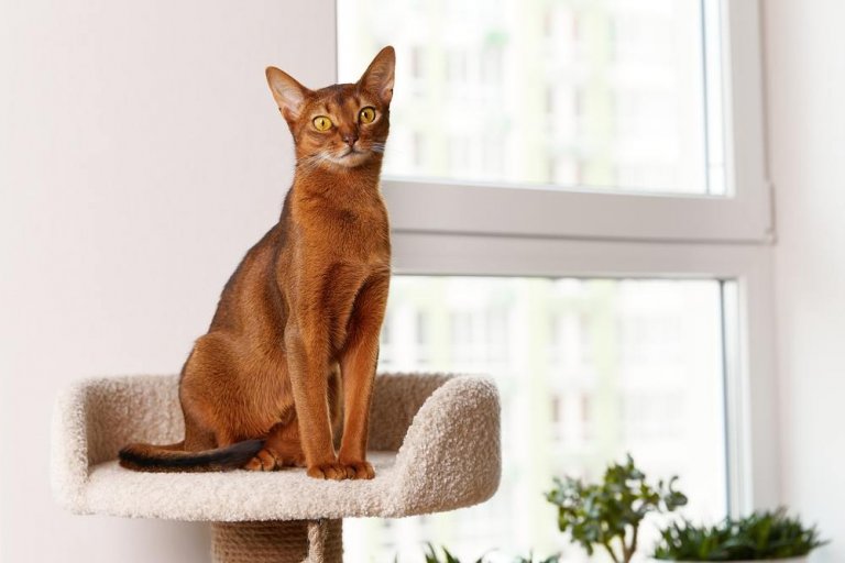 Abyssinian cat for sale