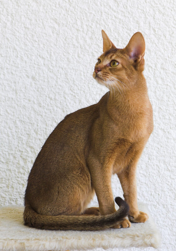 Abyssinian cat for sale