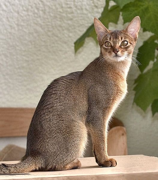 abyssinian