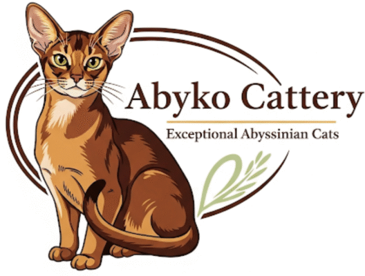 Abyssinian cat for sale