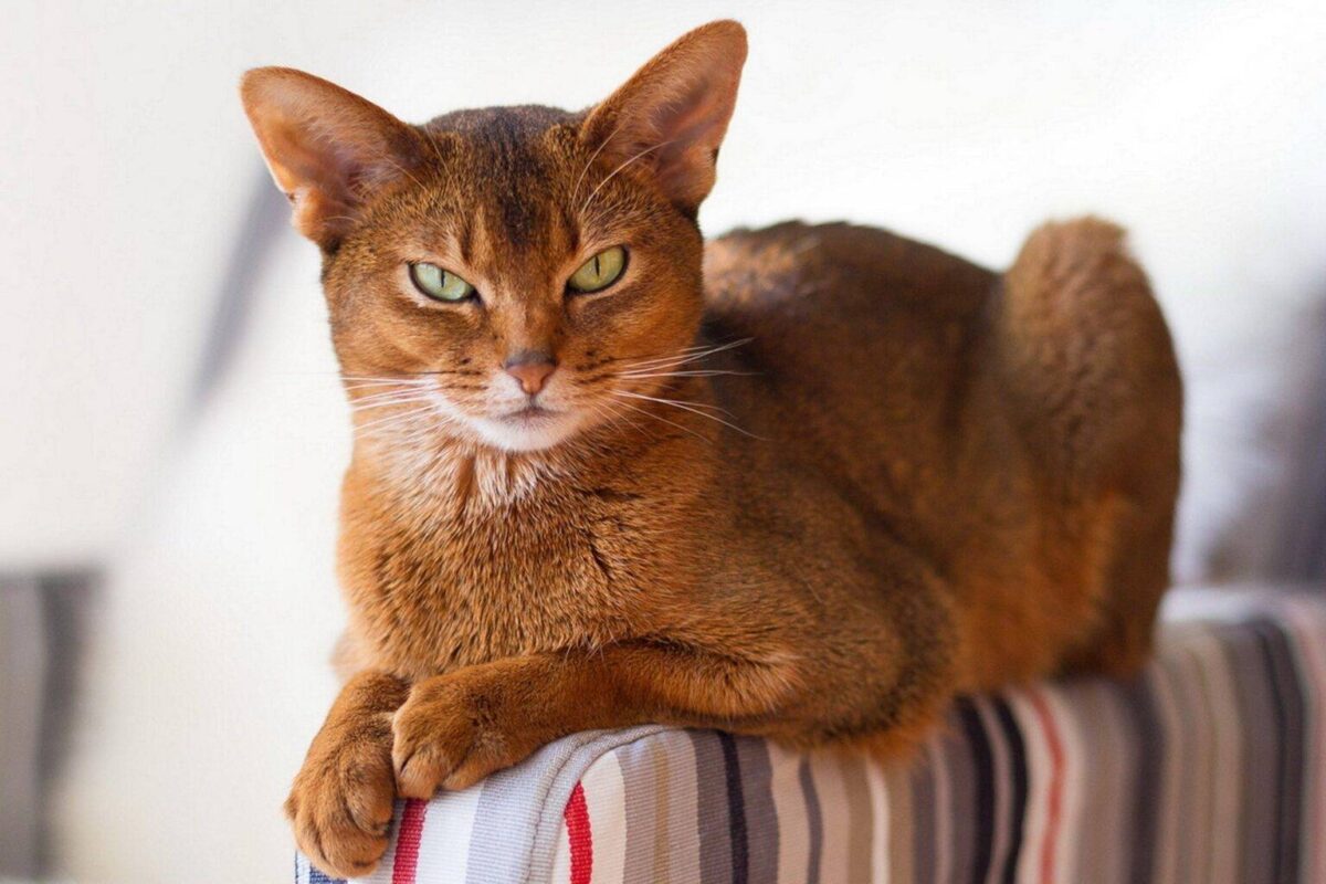 Abyssinian cat for sale