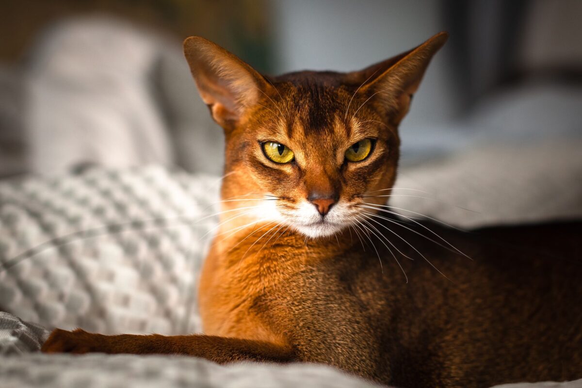 abyssinian cat for sale
