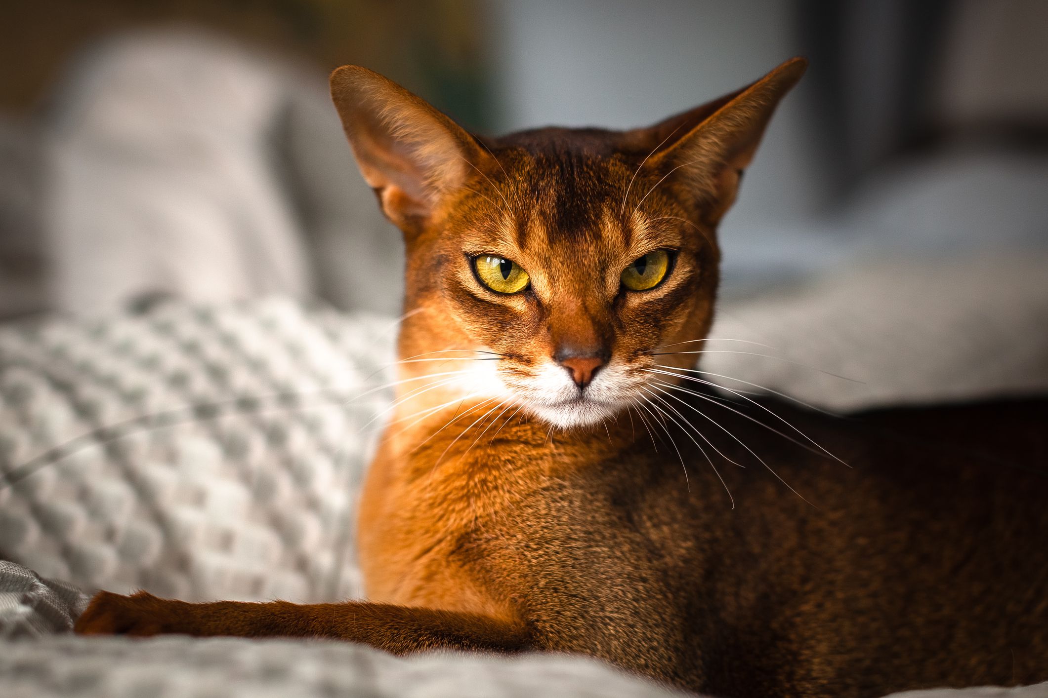 abyssinian cat for sale