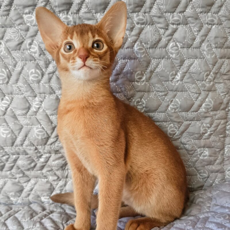 abyssinian kittens for sale
