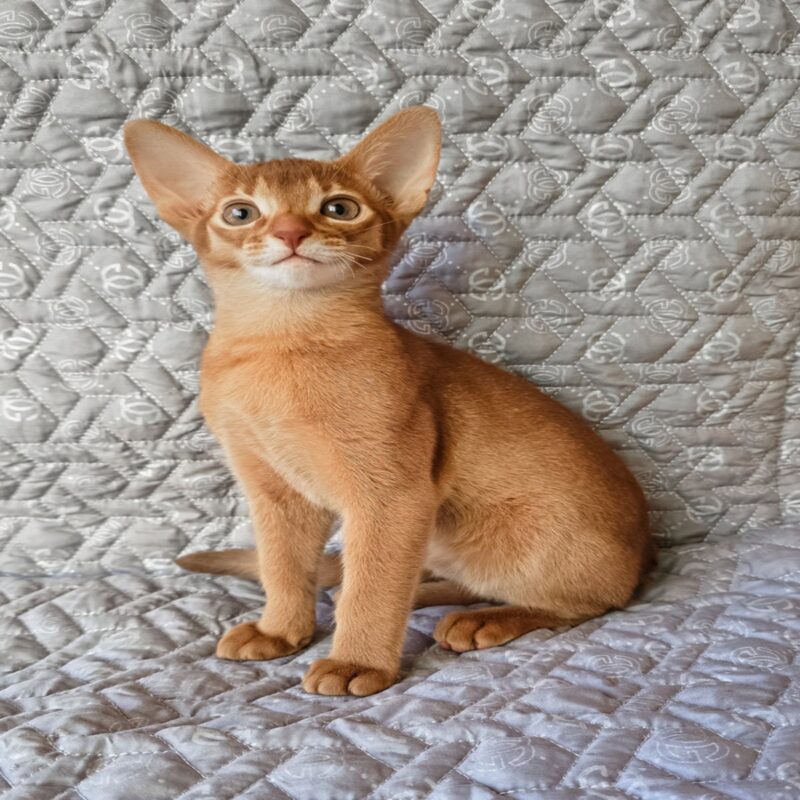 abyssinian cat for sale
