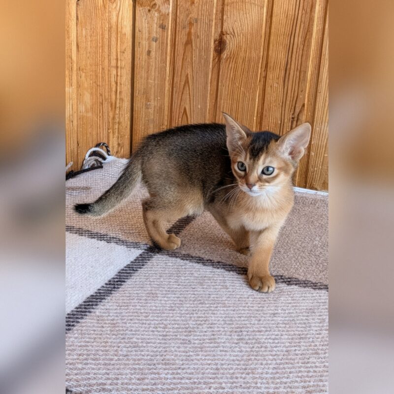 abyssinian for sale