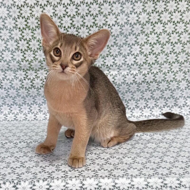 abyssinian cat for sale